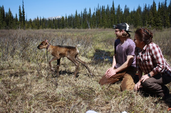 Two First Nations biologists releasing a caribou calf on the plains of British Columbia, Canada