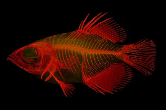 fluorescent view of an archerfish's skeleton and anatomy