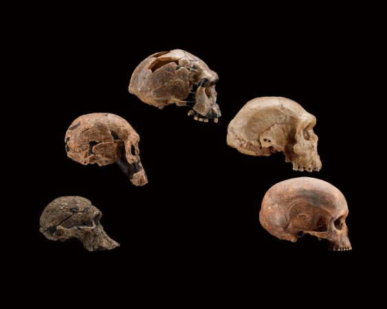 Shifting ancient climates shaped human evolution