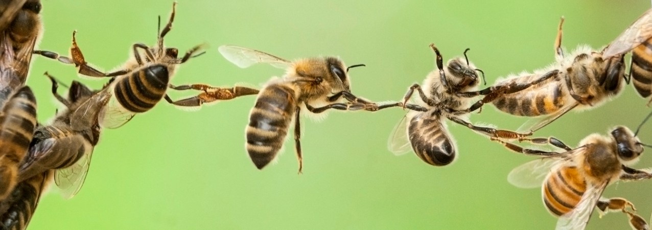 Bees hanging onto each other