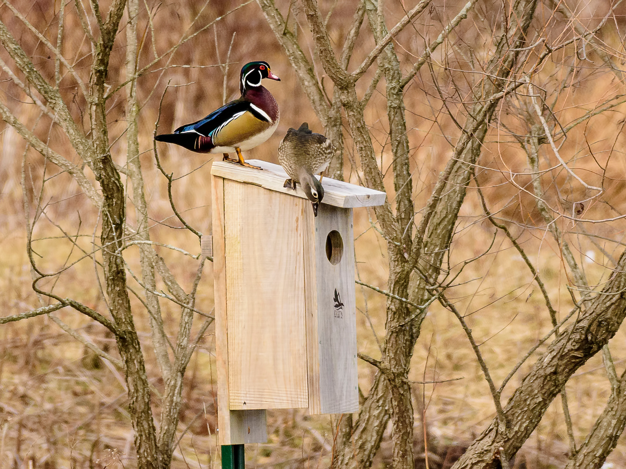 Wood ducks in a nesting box.