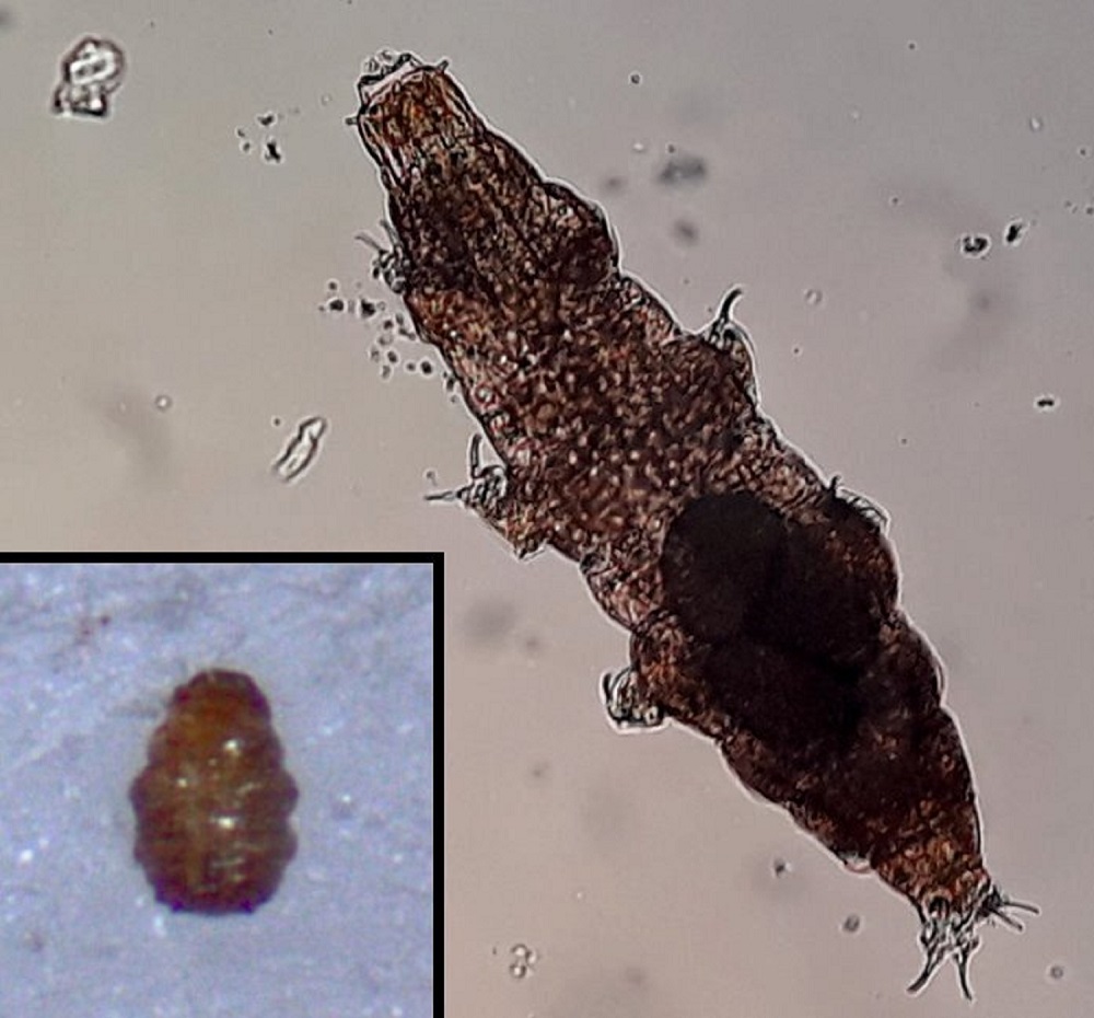 Tardigrade in water under a microscope with an inset of it curled up in tun state