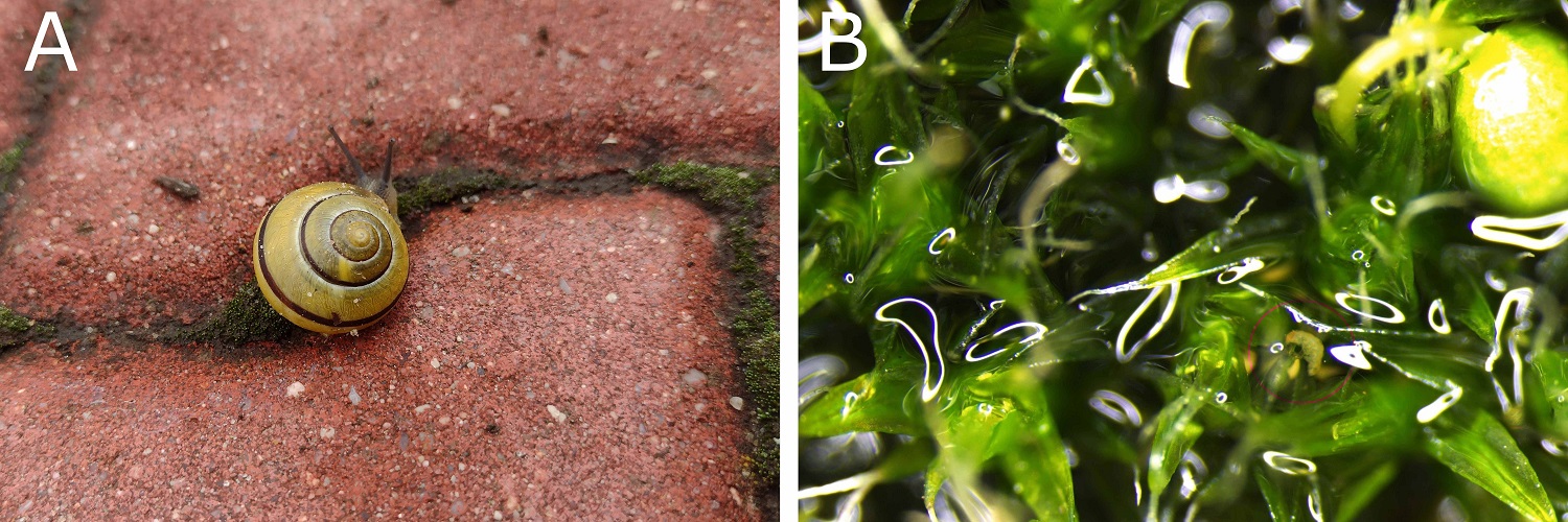 Land snail on left and tardigrade-filled moss on right