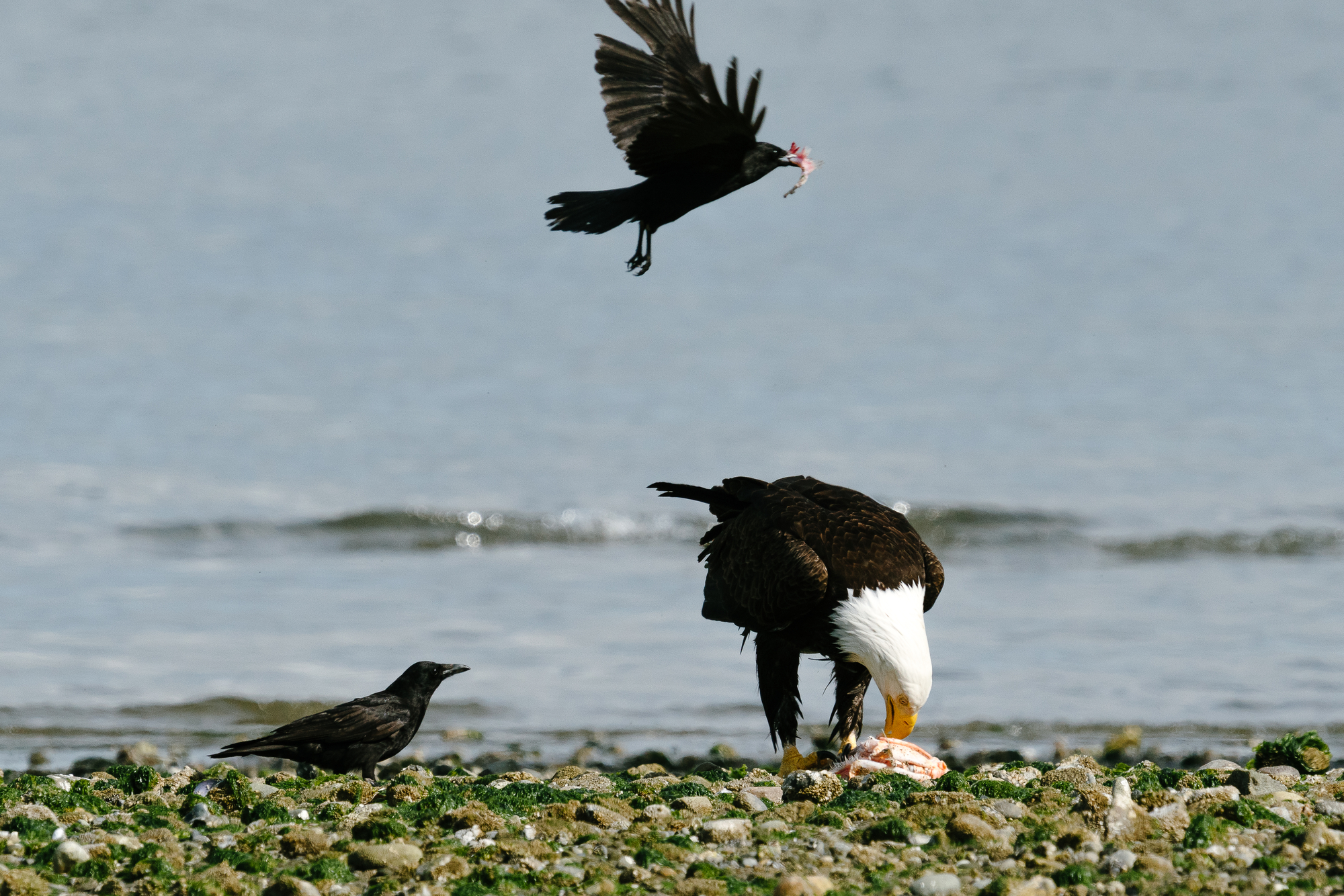 Two crows attacking a feeding bald eagle along the water