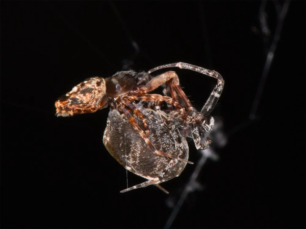 two spiders entangled together mating