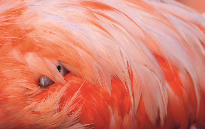 Caribbean flamingo chick tucked into the pink feathers on the back of its parent