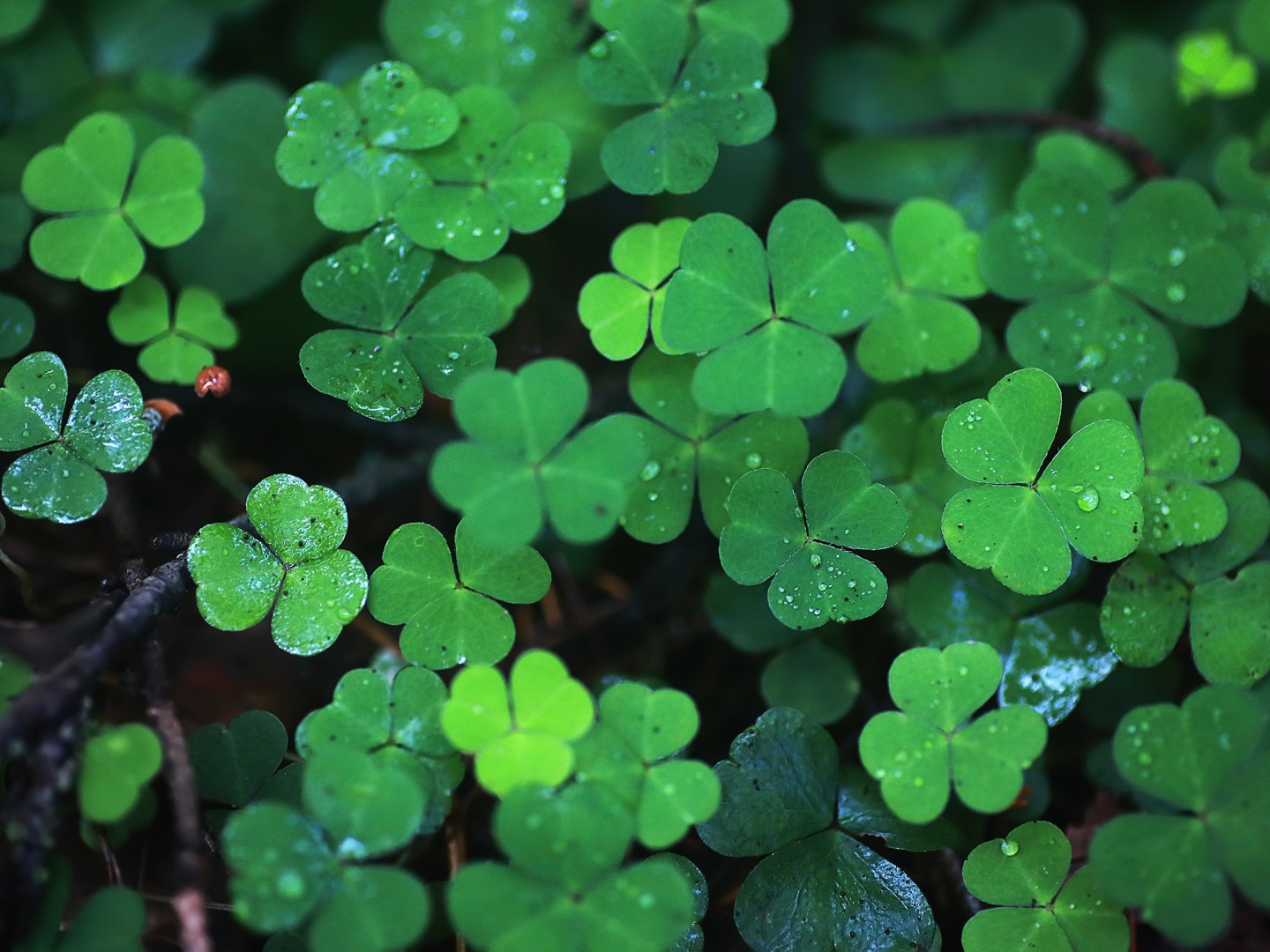 Why I'm killing my lawn and you should too | Popular Science