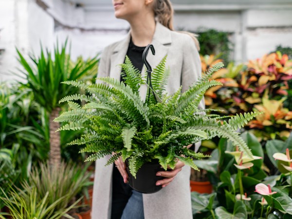 Rosemary is the secret to long and healthy hair. Here’s how to use it to grow luscious locks.