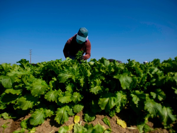 Farmer working in the field.