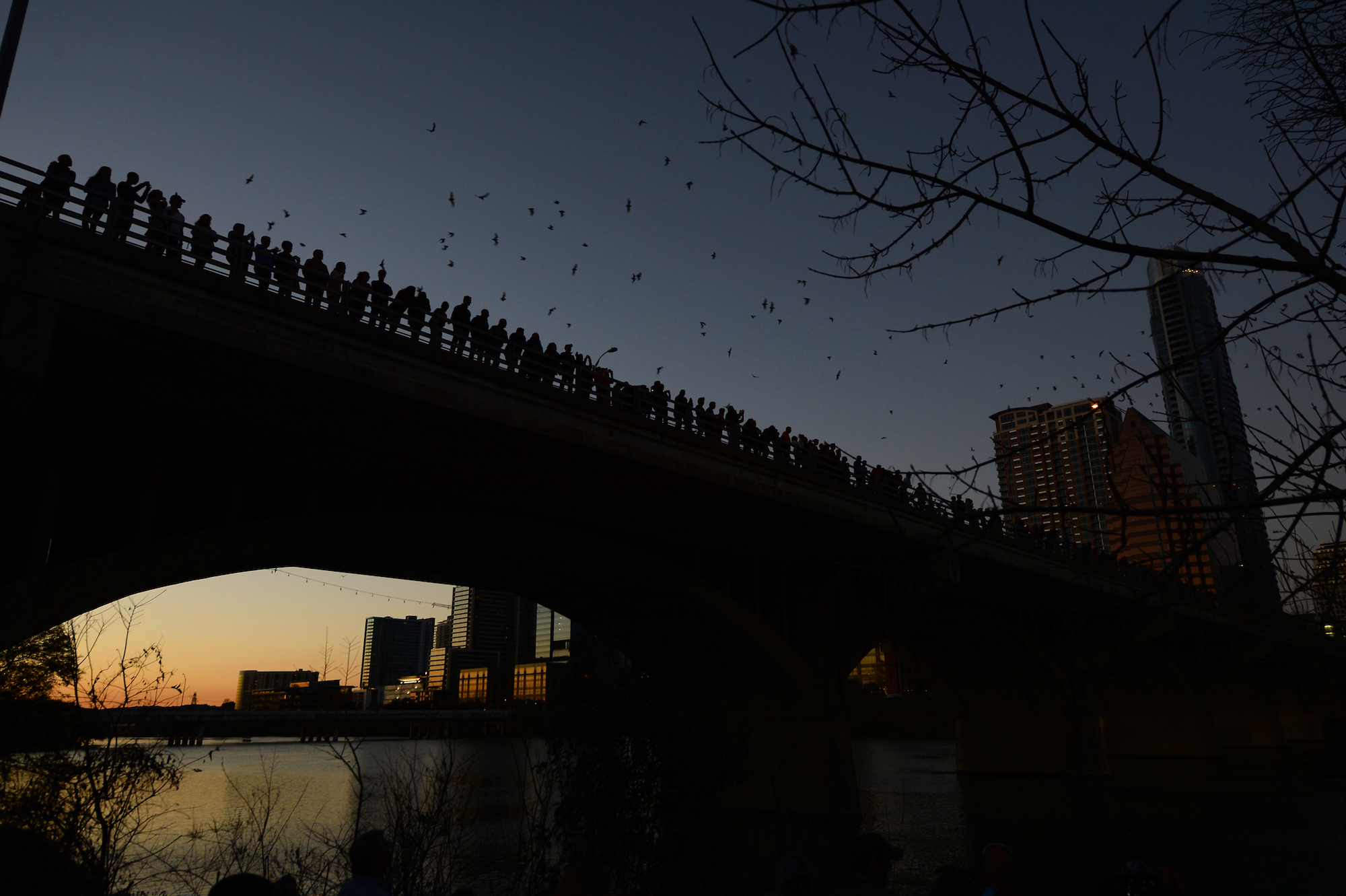 People standing on a bridge at sunset while bats fly over.