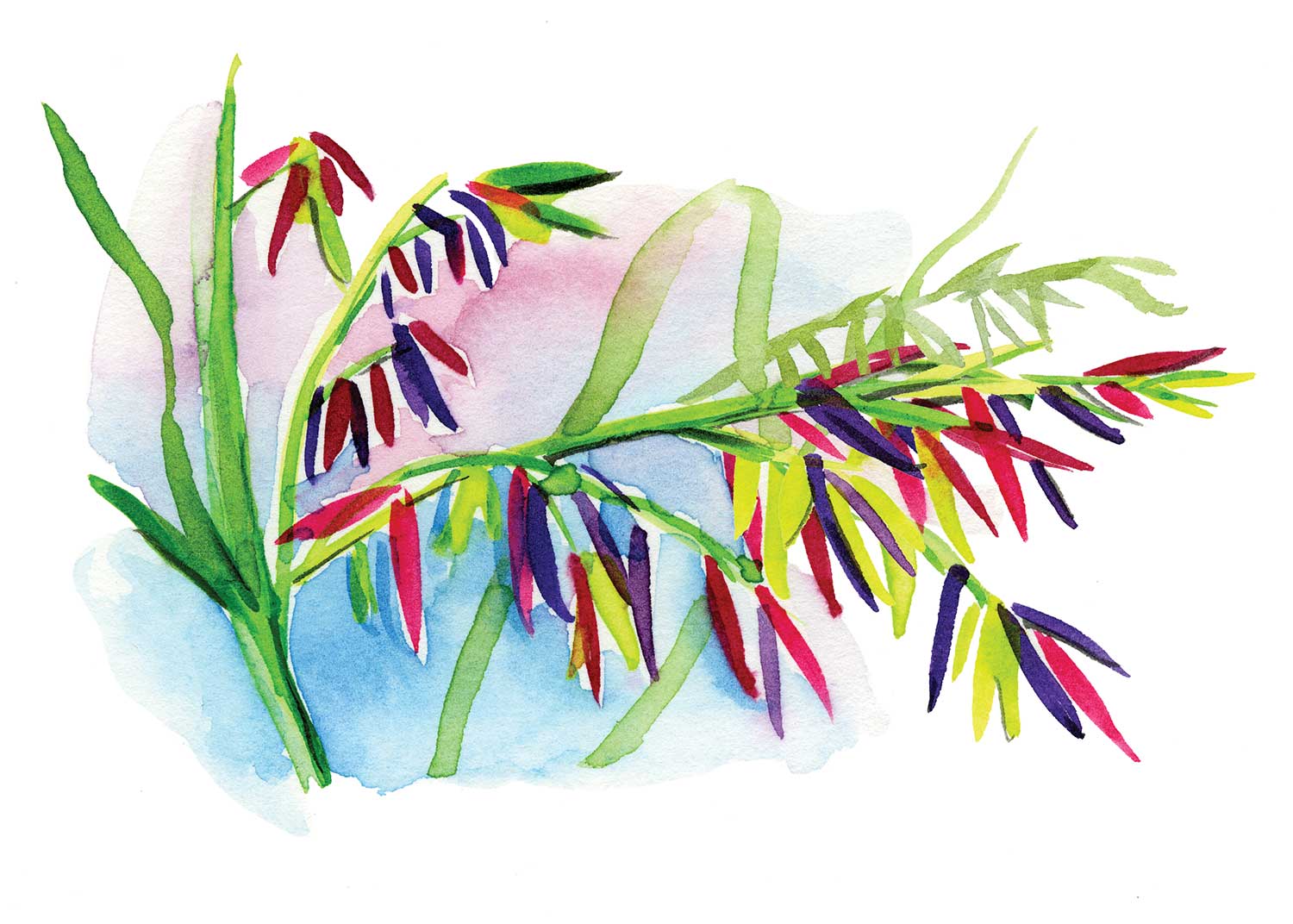 An illustration of manoomin or wild rice