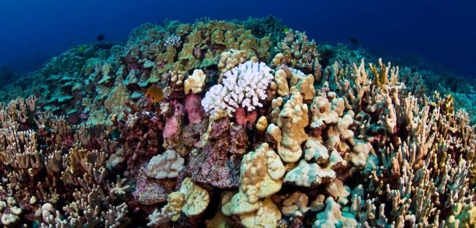 a colorful full coral reef