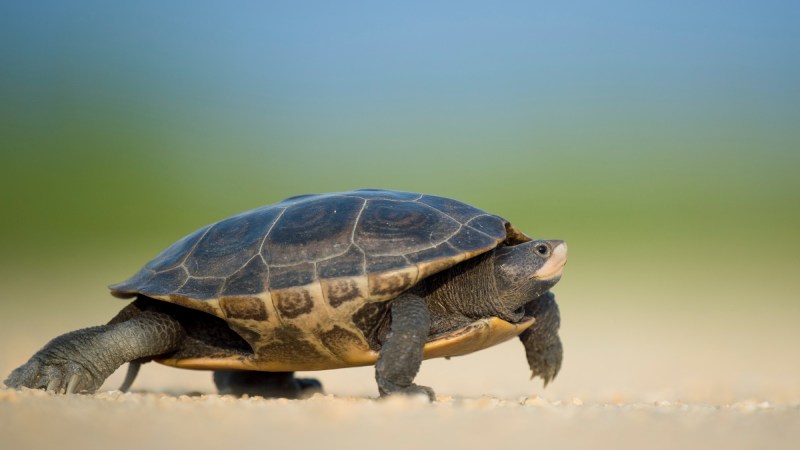 A turtle crossing a road.