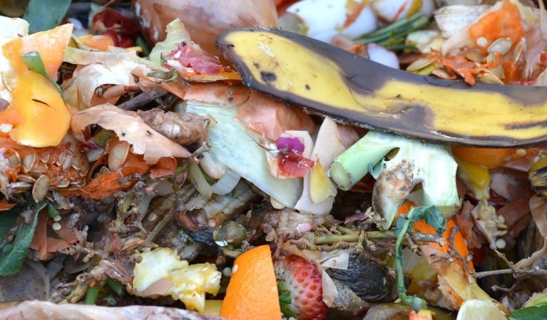 A pile of food scraps and compost materials.