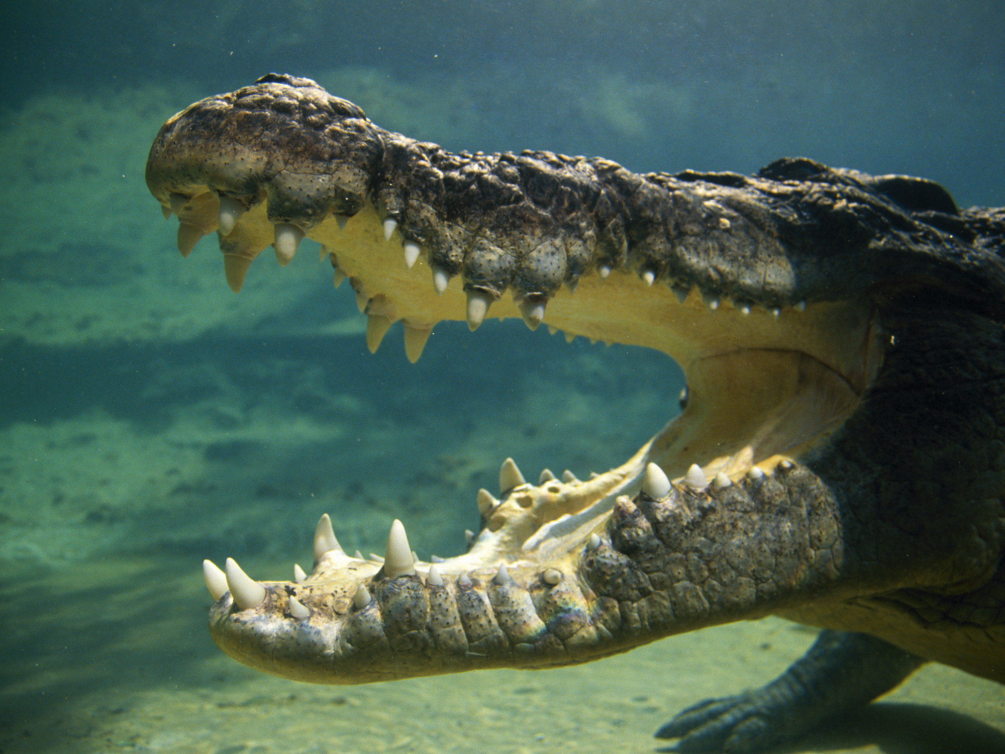 A photo of a crocodile underwater with its mouth wide open.