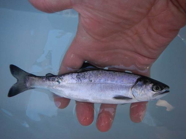 A photo of a salmon hybrid.