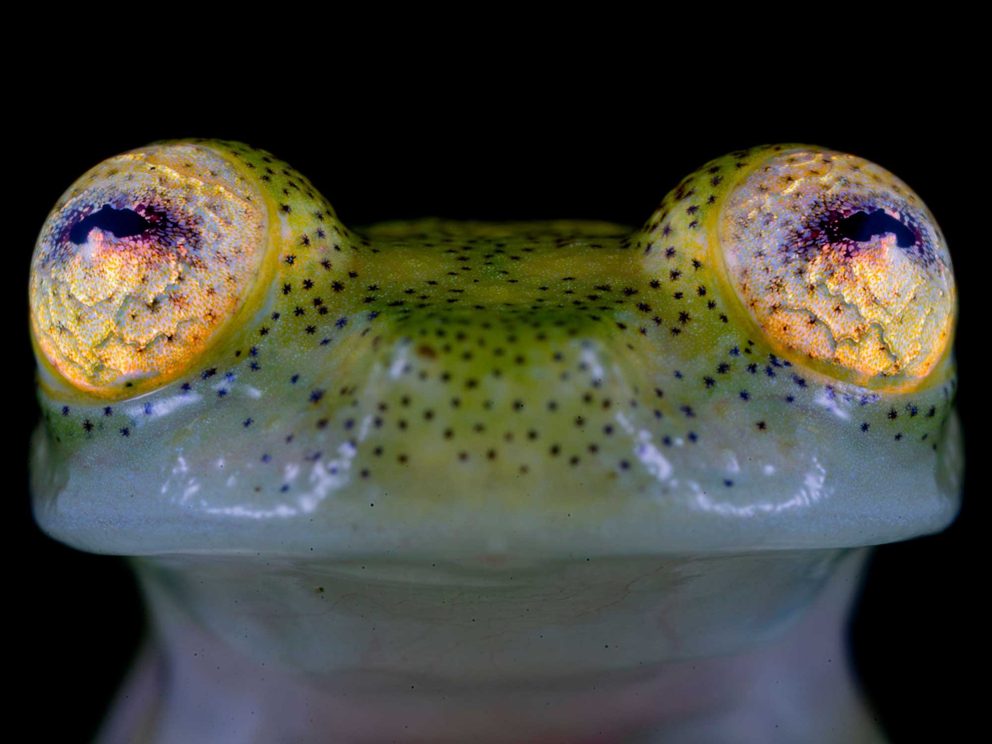 A closeup photo of the glass frog Hyalinobatrachium nouns, named after the Nouns DAO.