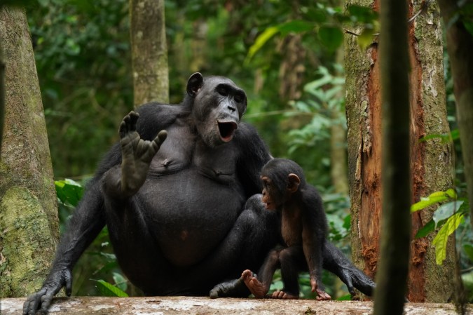 A chimpanzee sitting with a baby between her leg. Her mouth is open to yell.