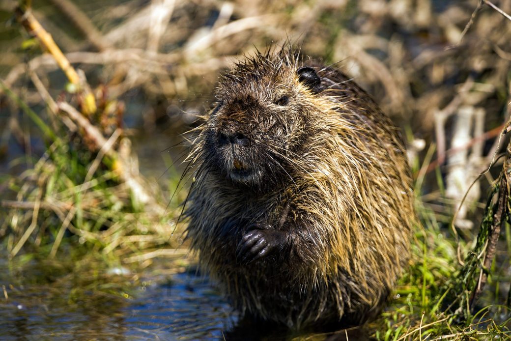 What would beavers look like on Mars?