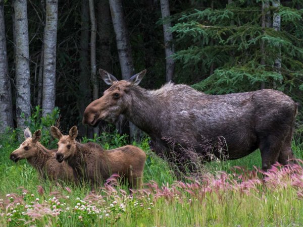 Moose in Main are in danger.