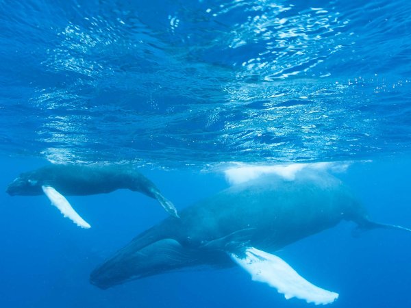 A photo of a humpback whale and her calf.