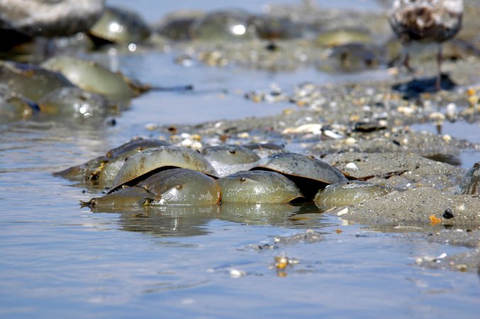 A horde of horseshoe crabs mates on the beach