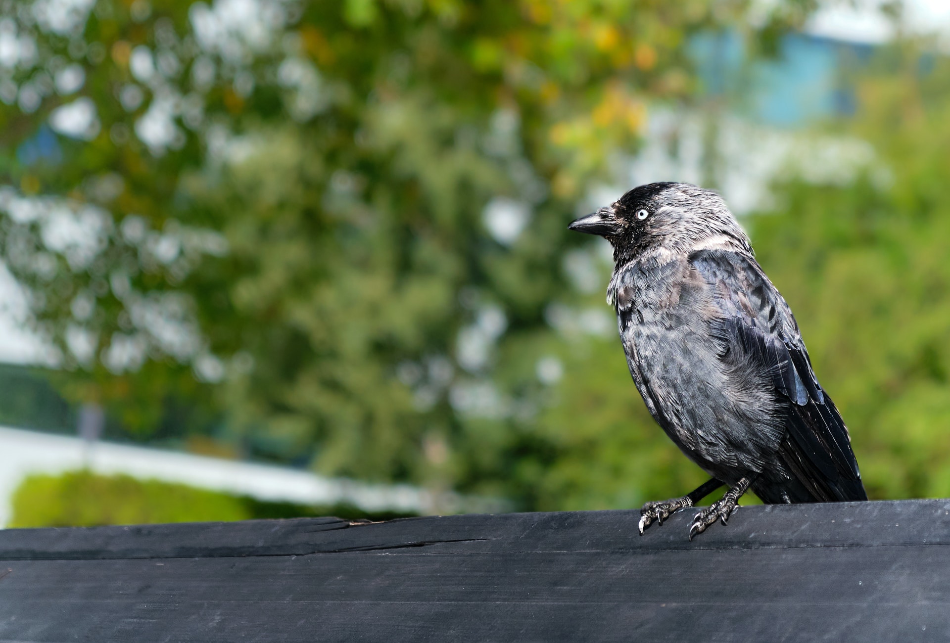 A jackdaw, a Eurasian bird that launches into the sky in flocks of hundreds.