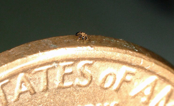 tiny microrobot on top of a coin