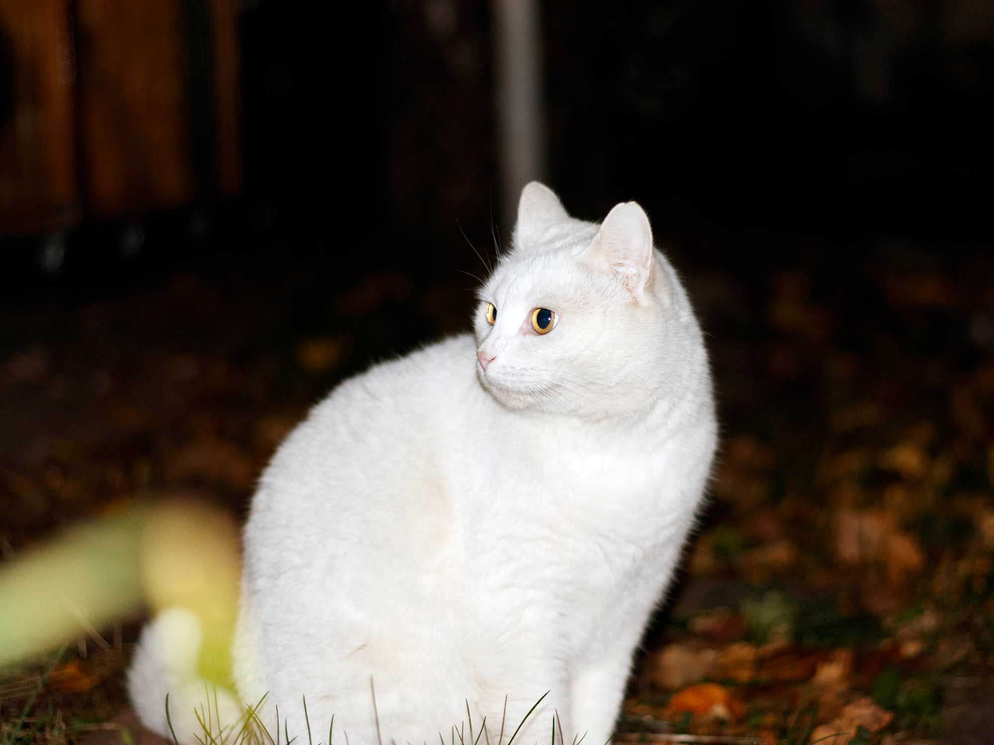 White cat outside in the night