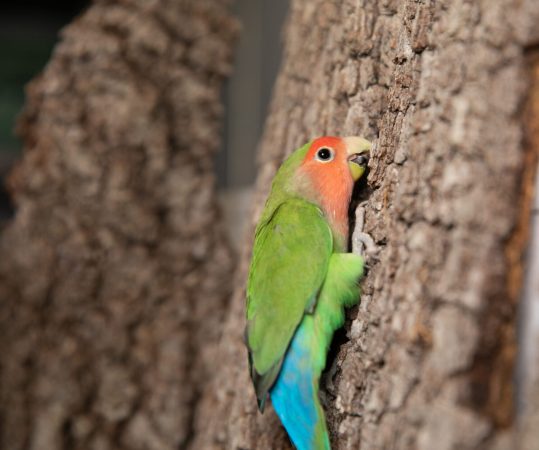 A colorful parrot hooked onto a tree with its beak.