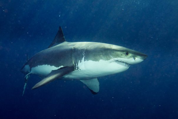 Megalodon might have competed with great white sharks | Popular Science