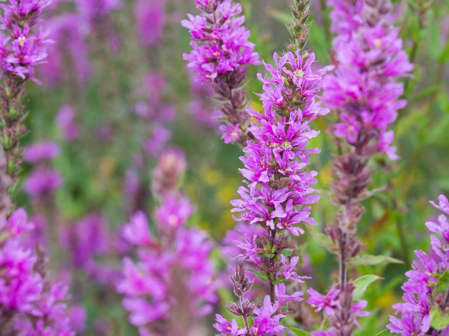 What these flowers can teach us about evolution | Popular Science