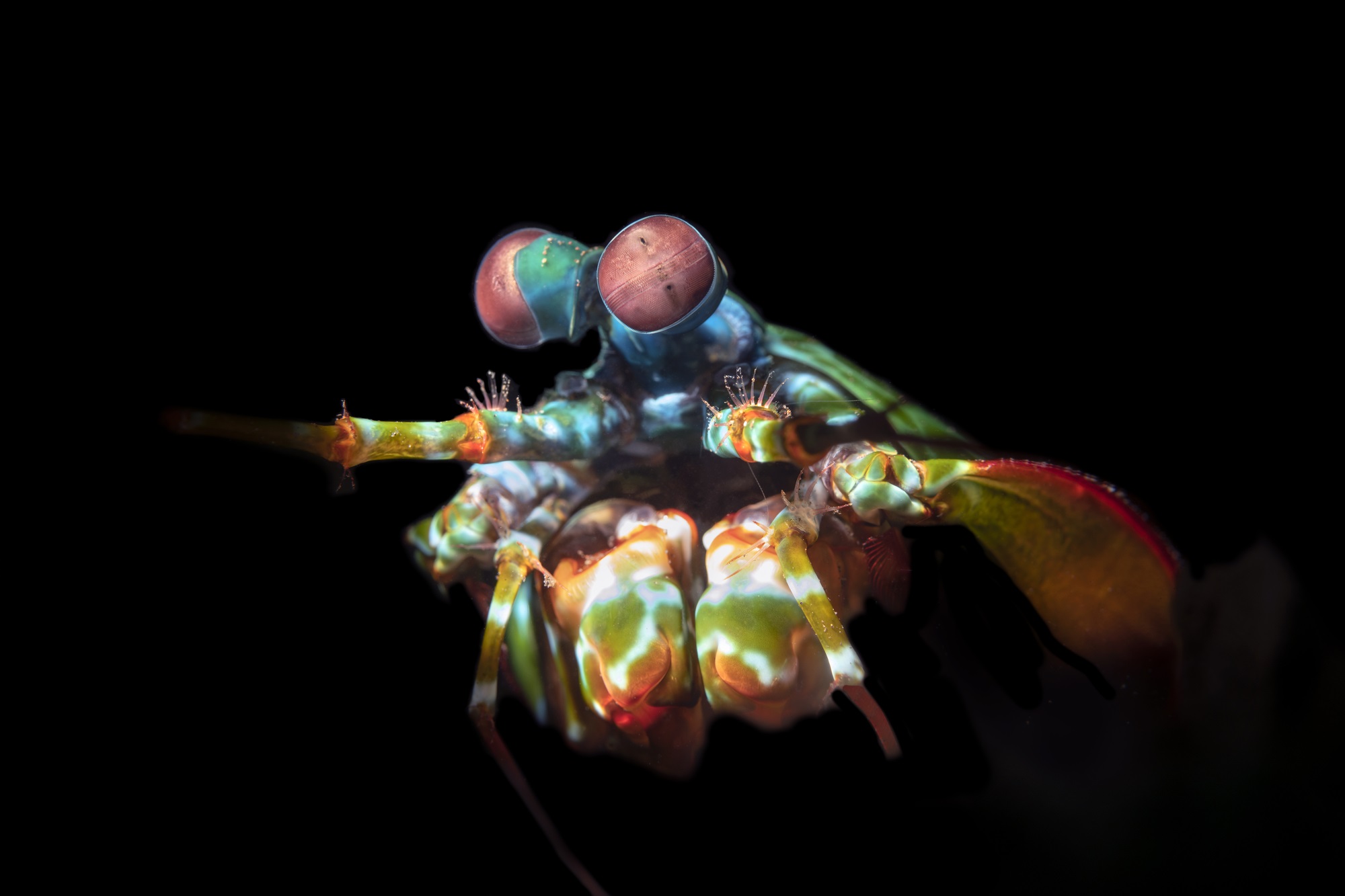 Colorful mantis shrimp with giant eyes that have color vision on black background