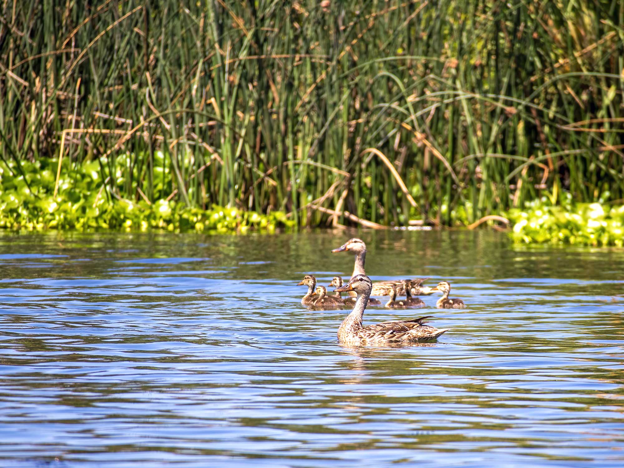 San Joaquin Delta in California