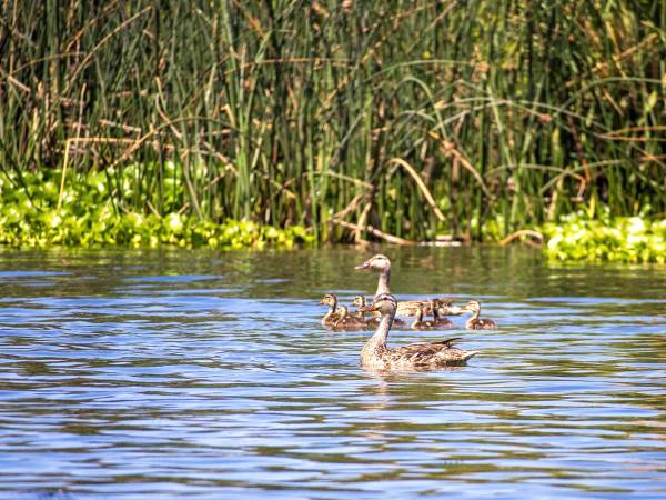 San Joaquin Delta in California