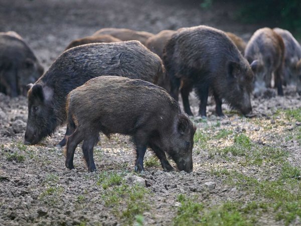 A herd of feral hogs