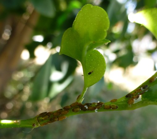 A green branch. The stem is covered in small, scale-shaped bugs. A wasp is perched above them on a leaf.