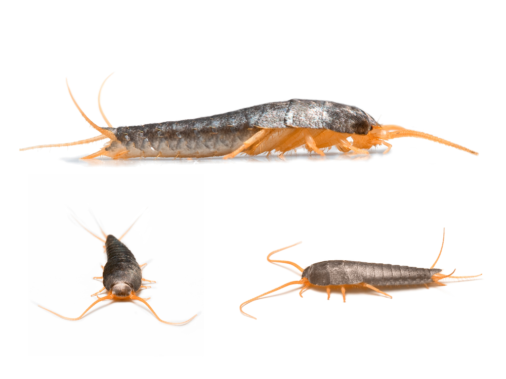 Silverfish seen from three angles on white background