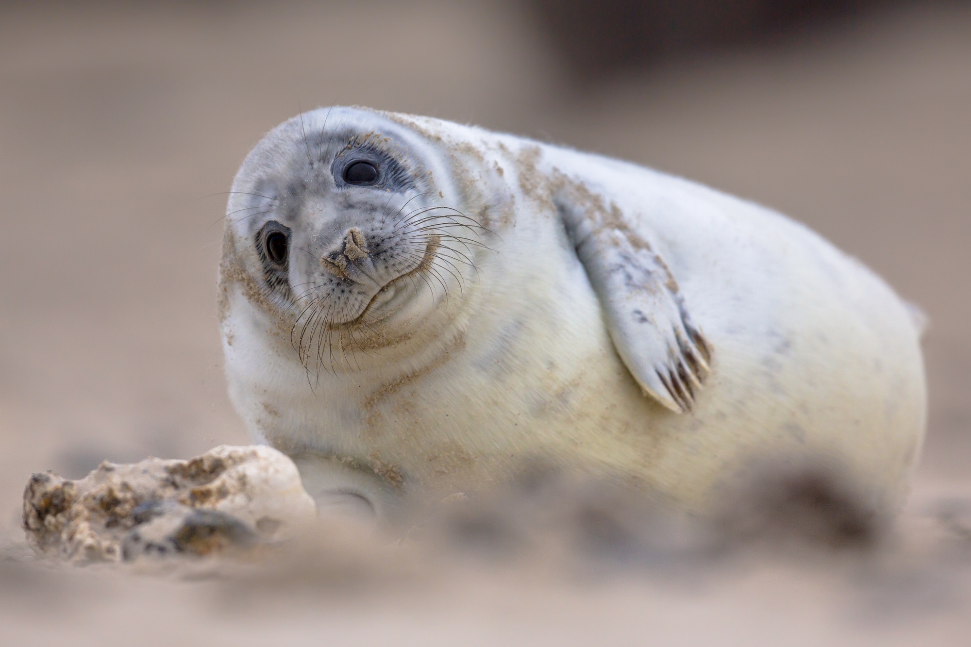 Fat baby seal looking at the camera