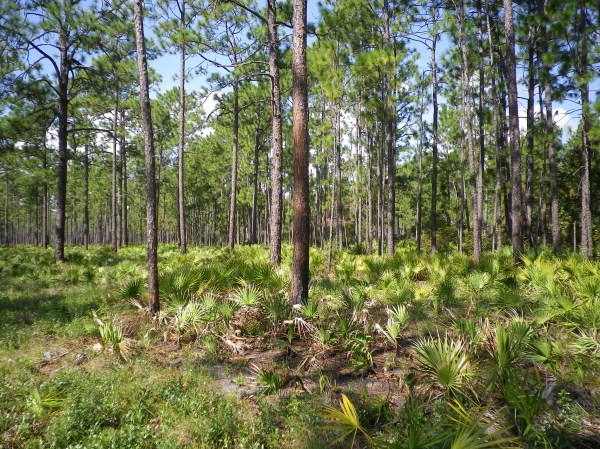 A grassy, open pine forest on a sunny day.