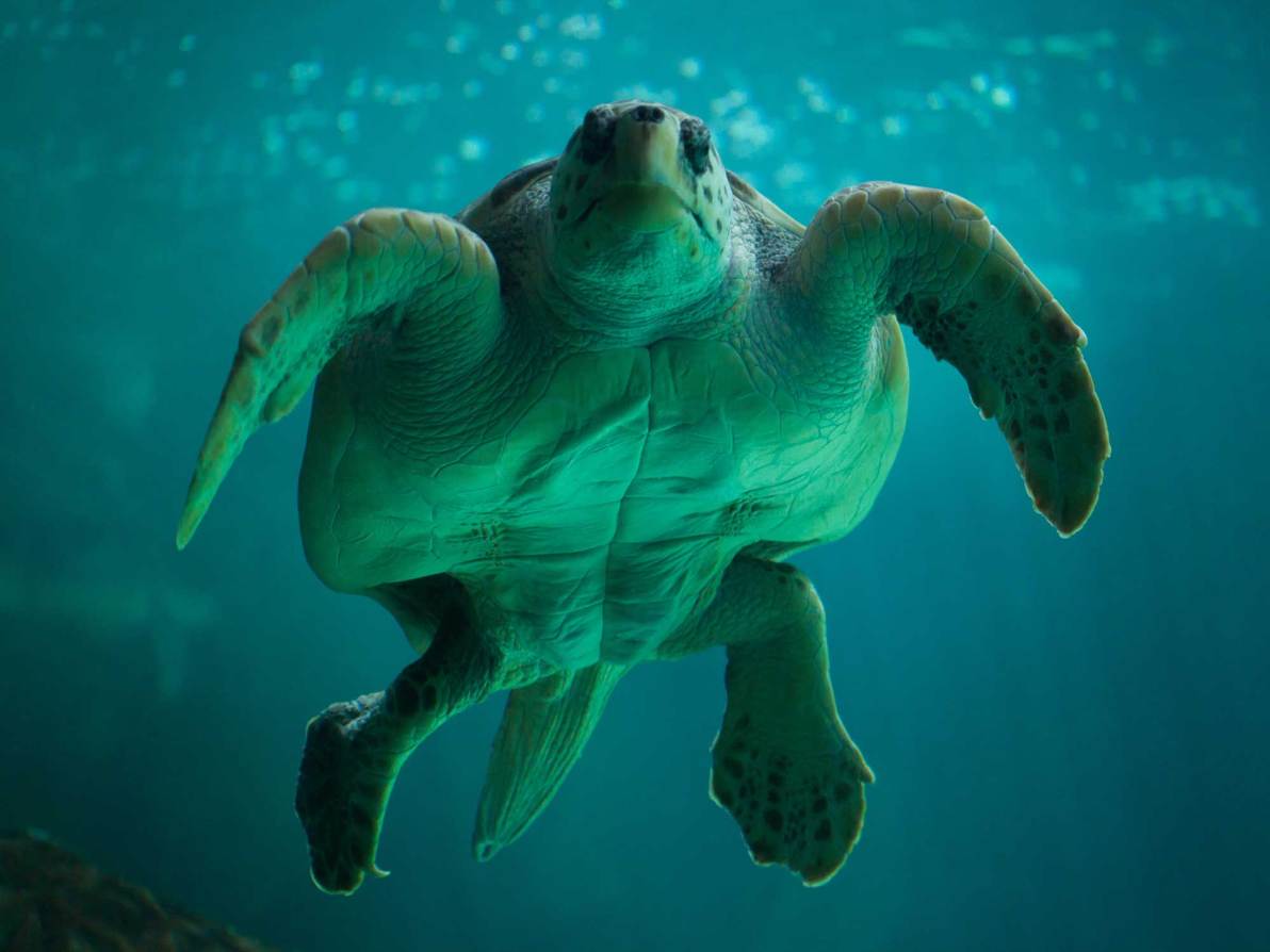 How sea turtles are helping us forecast storms | Popular Science