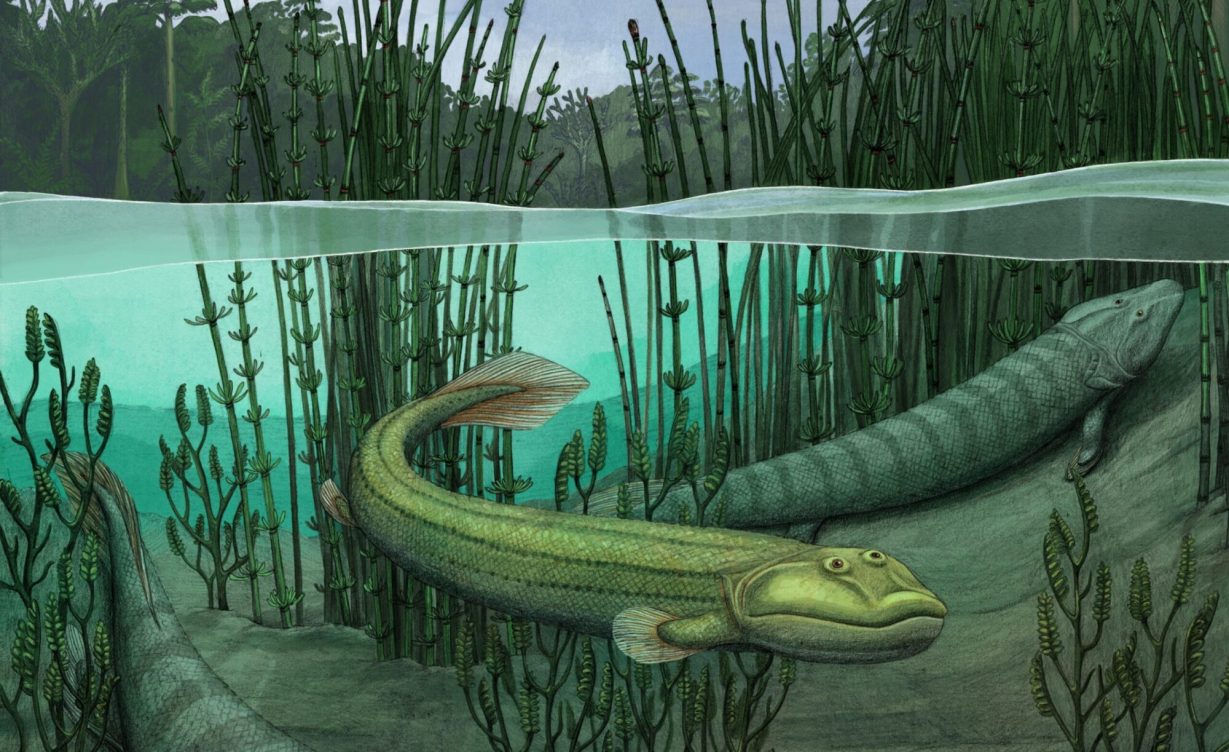 Tiktaalik's ancient cousin returned to the water | Popular Science