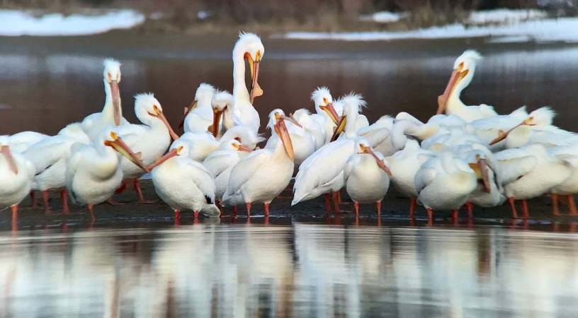 A beginner’s guide to iPhone bird photography