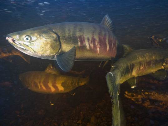 Why salmon fishing in Alaska is in chaos | Popular Science