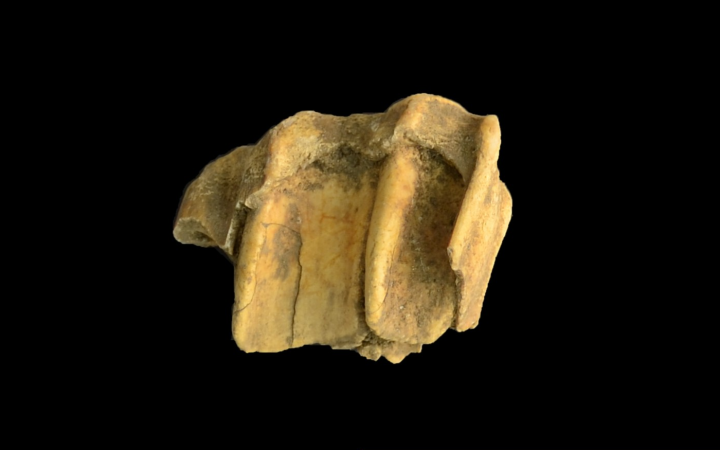 a close up of a fossil horse tooth