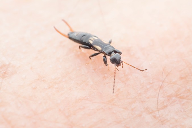 A long, black insect with butt-pincers and long antennae.