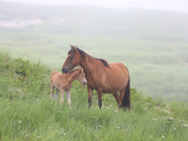 Sable Island’s famous wild horses are at the heart of a conservation controversy