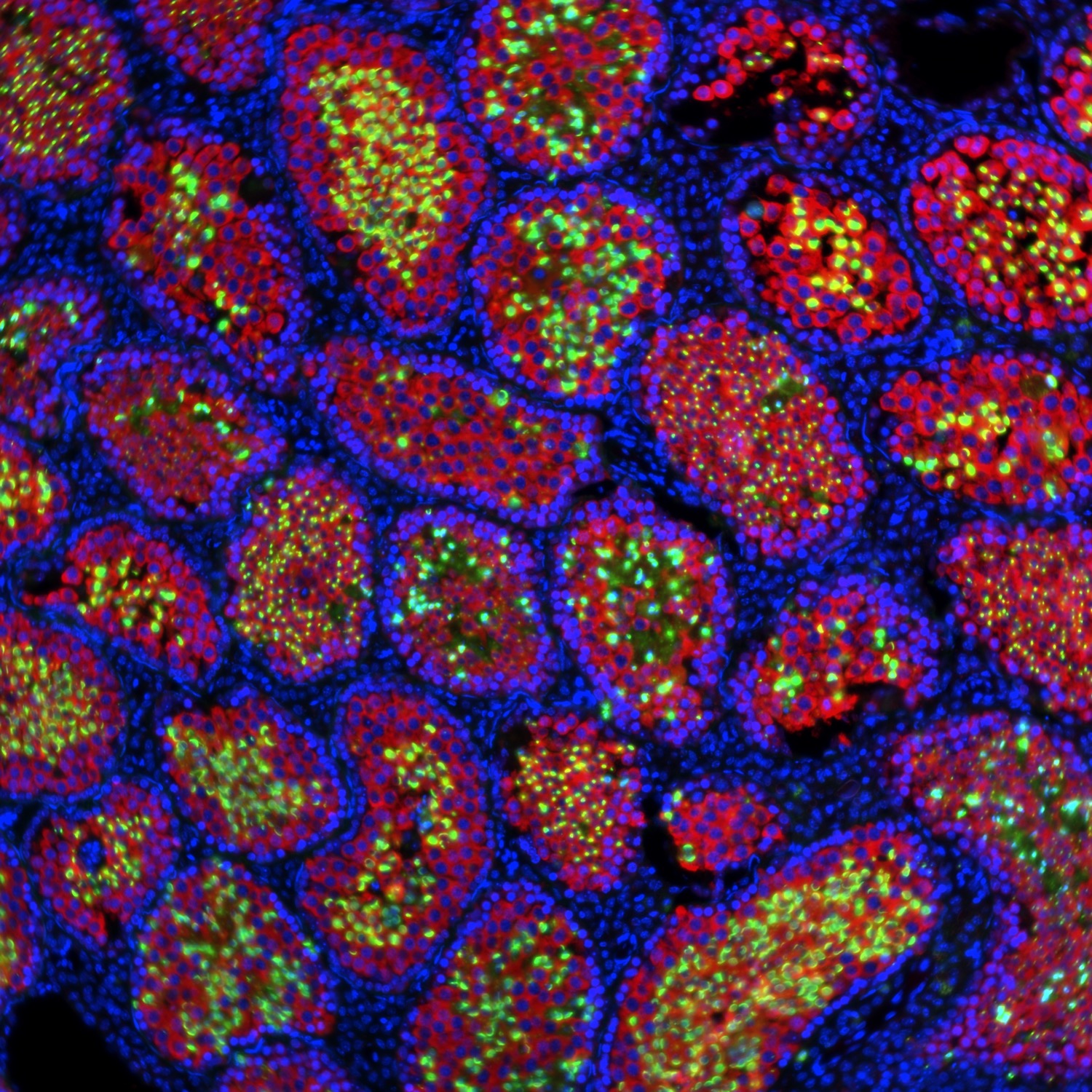 a microscope image of brightly colored cells