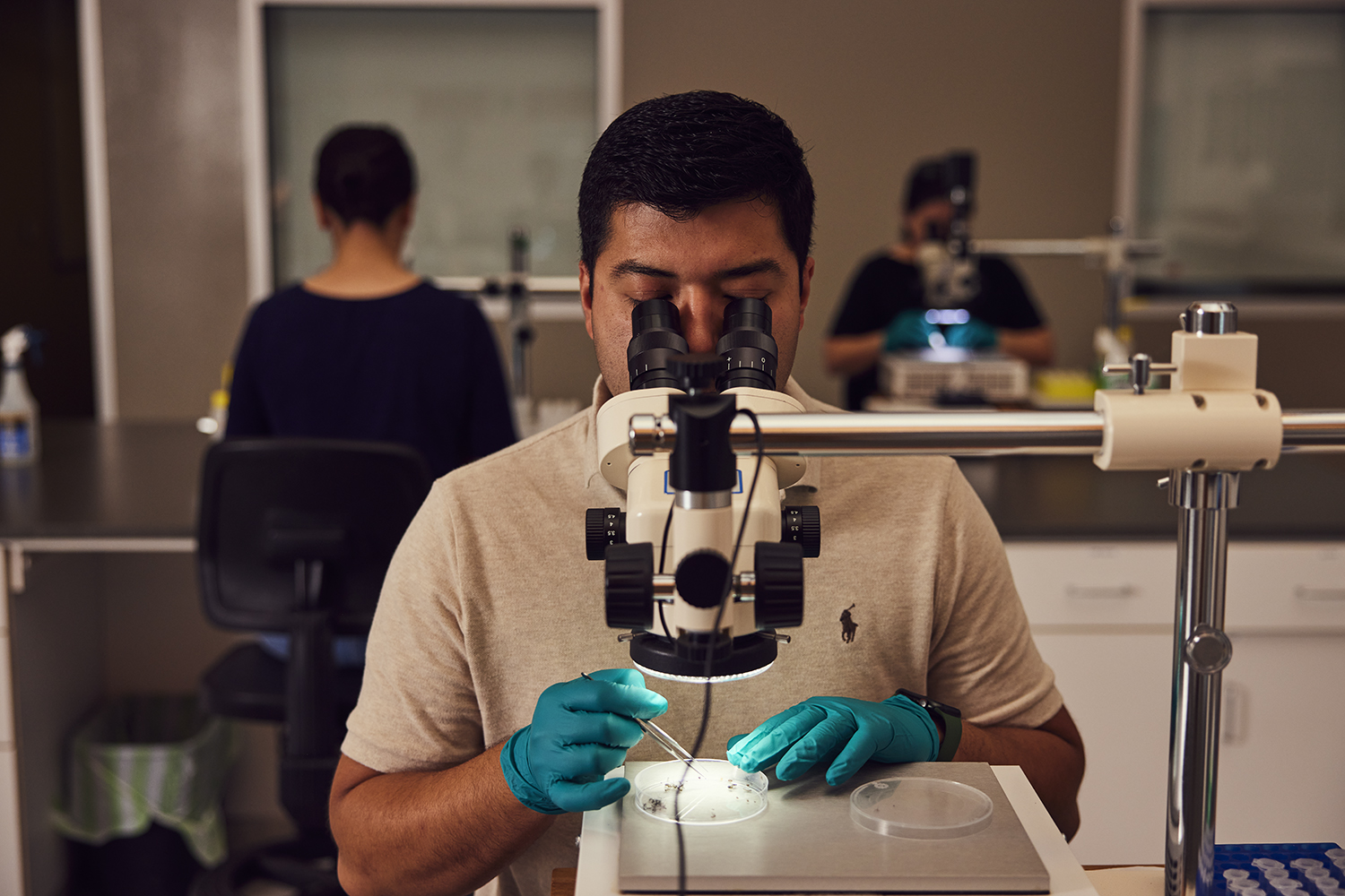 Scientist counts mosquitoes in lab with microscope