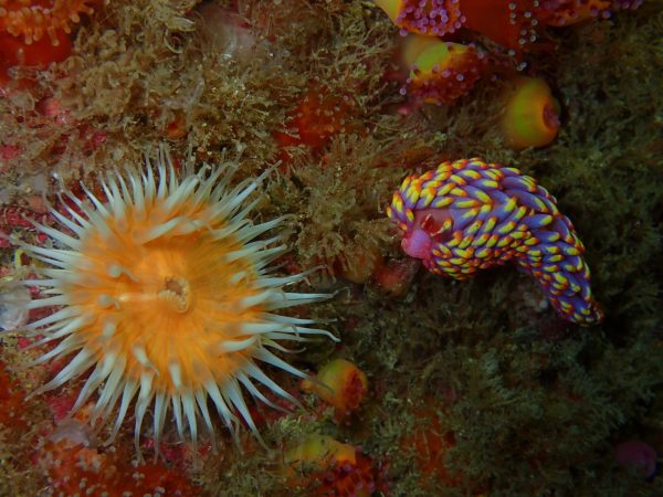 A rare and multicolored sea slug has been recorded in UK waters for the first time.